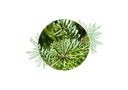 Silver fir organic essential oil