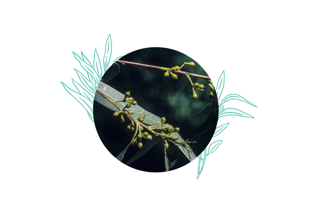 ARCHIVE - Eucalyptus Smithii  Huile Essentielle Bio