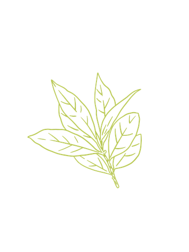 Bay Leaf Organic Essential Oil - France