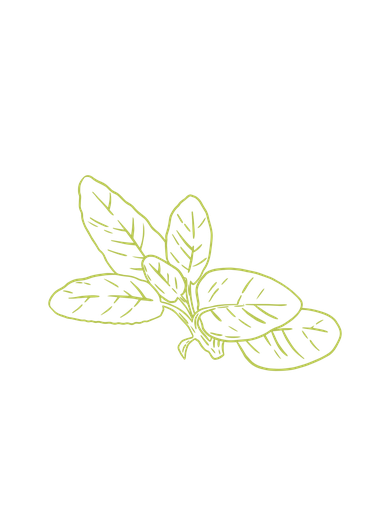 Spanish sage organic essential oil 